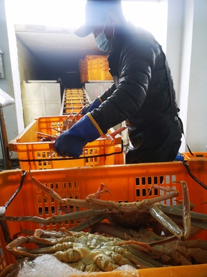 新春走基层丨“蟹”逅珲春 海产品加工探秘