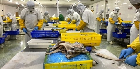 转型浪潮下的中国海鲜加工业 未来一年或将迎来深度调整期
