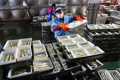 浙江渔港迎归帆 岱山、象山卸货忙，产销两旺映丰年