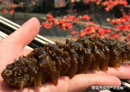 威海刺参 刺参上品中的皇冠明珠