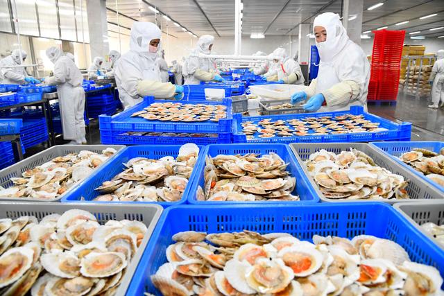 乳山海产品出口旺 12月繁忙加工场景纪实